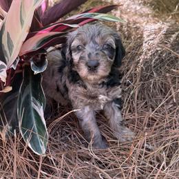 Blueberry - Merle female Goldendoodle puppy in G AI Nesville, Florida from Valentine Kennels