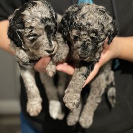 Goldendoodle Puppies from Merced Doodles
