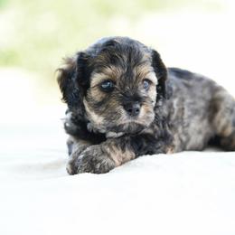 Stoney - Sable male Cavapoo puppy in Lawton, Oklahoma from Lindsey’s Cavies