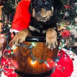 Rottweiler Puppies from Vom Arnold-Hause Rottweilers