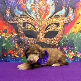 Purple - Sable female Poodle puppy in Houma, Louisiana from Smart Azz Poodles