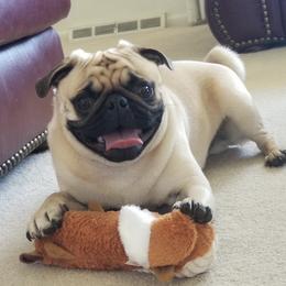 Doug - Pug
