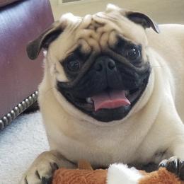 Doug - Pug