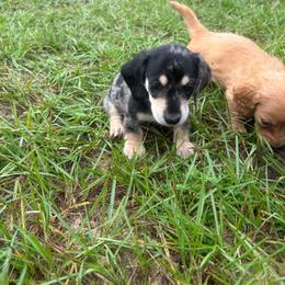 Royal Blue Collar - Dapple male Dachshund puppy in Eustis, Florida from K8’s Dachshunds