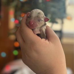 Joy - Red merle female Toy Australian Shepherd puppy in Quincy, Michigan from Ivy Meadows and Friends