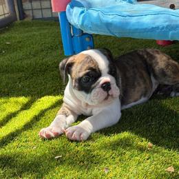 Myrtle - Green Collar - Fawn brindle and white female Bulldog puppy in Krum, Texas from K & K Little Blessings