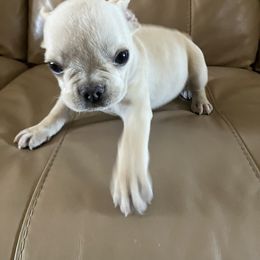 French Bulldog Puppies from Love Bundles