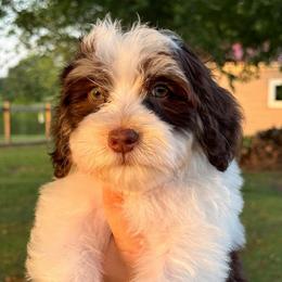 Lucky Charms - Brown and white male Bernedoodle puppy in Rose Hill, North Carolina from Red Door Canines