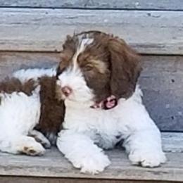 Australian Labradoodle Puppies from Lake Keowee Labradoodles