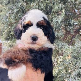 Wellington - Tri-color male Bernedoodle puppy in Saint Francis, Kansas from Land of Oz Doodles