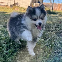 Shaco - Black and white male Pomsky puppy in Boonville, Indiana from Elysian Pomskies