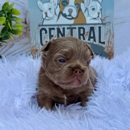 Brown collar New Shade - Liver male French Bulldog puppy in Jefferson City, Missouri from Central Frenchie Haven