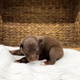 Loretta - Red tri-color female Australian Shepherd puppy in Unionville, Iowa from Soap Creek Kennels