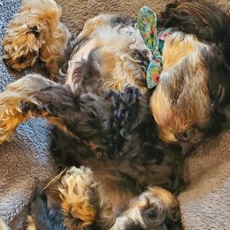 Ember - Cavapoo