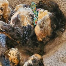 Ember - Cavapoo