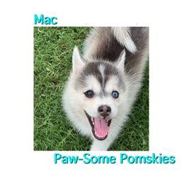 Mac - Silver male Pomsky puppy in Krum, Texas from Paw-Some Pomskies