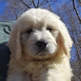 Goldendoodle Puppies from SUPERDog Doodles