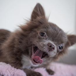 Chihuahuas from Natalias Tiny Chihuahuas