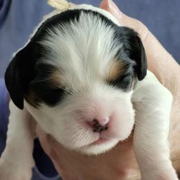 Audrey - Tri-color female Cavalier King Charles Spaniel puppy in Waterloo, Iowa from Muddy Paws Cavaliers