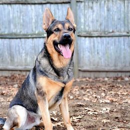 Gronk - German Shepherd