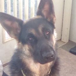 Primus - German Shepherd