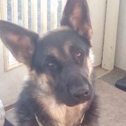 Primus - German Shepherd