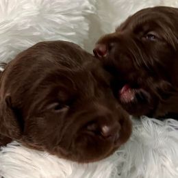 Goldendoodles, Labradoodles, and Poodles from Cuddles and Curls - NC Doodles