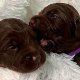 Goldendoodles, Labradoodles, and Poodles from Cuddles and Curls - NC Doodles