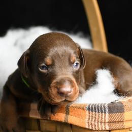 Stash-Buster - Red and rust male Doberman Pinscher puppy in Overton, Texas from Obsidian Kennel