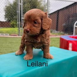 Leilani - Caramel red female Australian Labradoodle puppy in Alamo, Texas from QuiSal Labradoodles