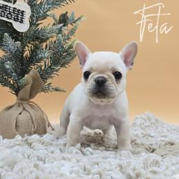Feta - Cream male French Bulldog puppy in Wisconsin from Shameless Bulldogs LLC