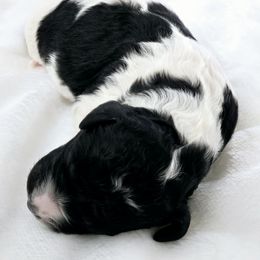 Goldendoodle Puppies from Honey's Bunches