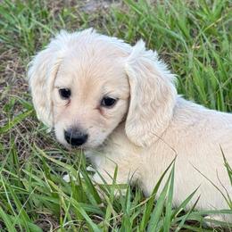 Arya - Cream female Dachshund puppy in Lakeland, Florida from Buckwild Doxies