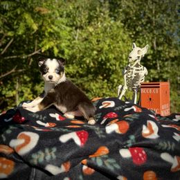Espera - Tri-color female Border Collie puppy in Alexander, Maine from High Velocity Stockdogs