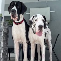 Great Danes from Charlie Plaza's Euro Great Danes