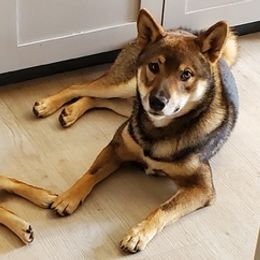 Shiba Inu from Eun-ji's Shiba Kennel