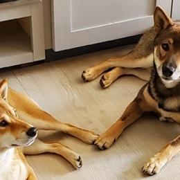 Shiba Inu from Eun-ji's Shiba Kennel