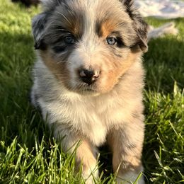 Australian Shepherd Puppies from White Silo Aussies