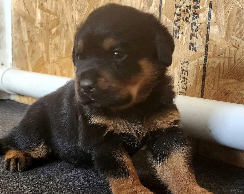 Essa Rottweiler Stella Rottweilers in Florida | Rottweiler puppies | Good Dog