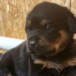 Rottweilers from Stella Rottweilers