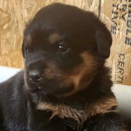 Rottweilers from Stella Rottweilers