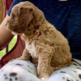 Goldendoodle Puppies from Fort Worth Goldendoodles