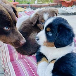 Miniature Australian Shepherd Puppies from Iris’ Island Oasis