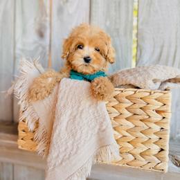 Sunny - Apricot male Goldendoodle puppy in Elizabethtown, Kentucky from Reddy Poodles & Doodles