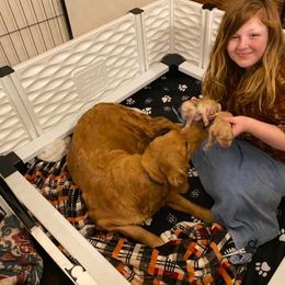 Golden Retriever Puppies from DeClercks Goldens