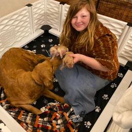 Golden Retriever Puppies from DeClercks Goldens