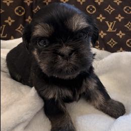 Emerson - Black and tan male Shih Tzu puppy in Burlington, North Carolina from Nancy’s Lil’Shih Tzus