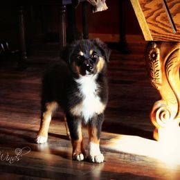 Australian Shepherd Puppies from Libre Winds Australian Shepherds