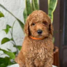 Mars. Orange collar - Apricot male Goldendoodle puppy in Placentia, California from Zari Benji Doodles