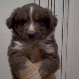 Chilly - Red tri female Miniature Australian Shepherd puppy in Lakeport, California from Akins Aussies/Wild Rose Ranch